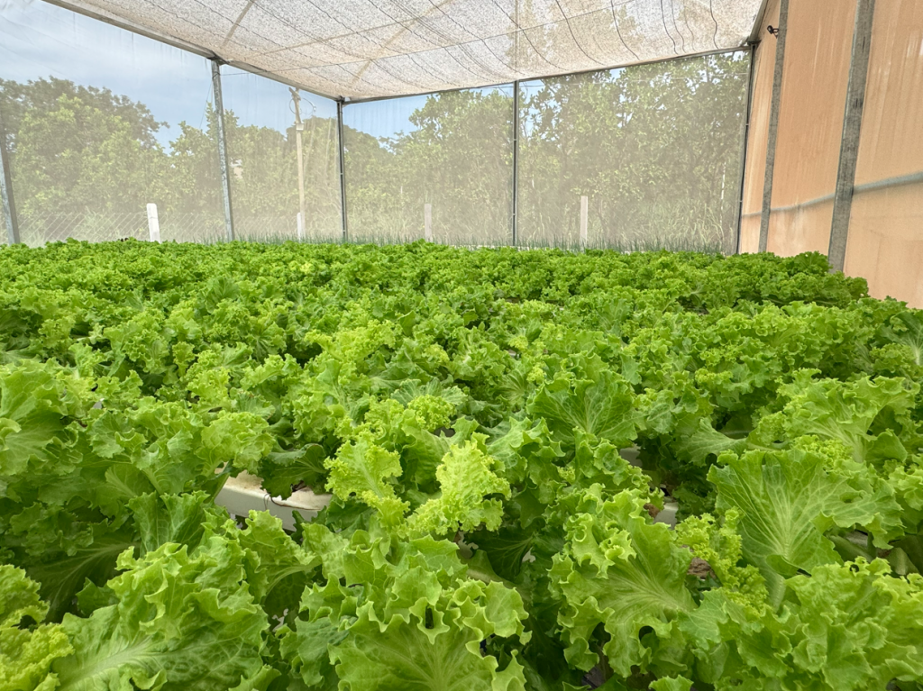 Aquaponia em Cuiabá: Projeto Sustentável Gera Renda para Comunidade Aquaponia em Cuiabá: Projeto Sustentável Gera Renda para Comunidade