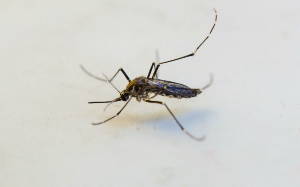 Cuiabá Enfrenta Calor e Chuvas, Aumentando Risco de Dengue Após Alertas de Tempestade Cuiabá Enfrenta Calor e Chuvas, Aumentando Risco de Dengue Após Alertas de Tempestade