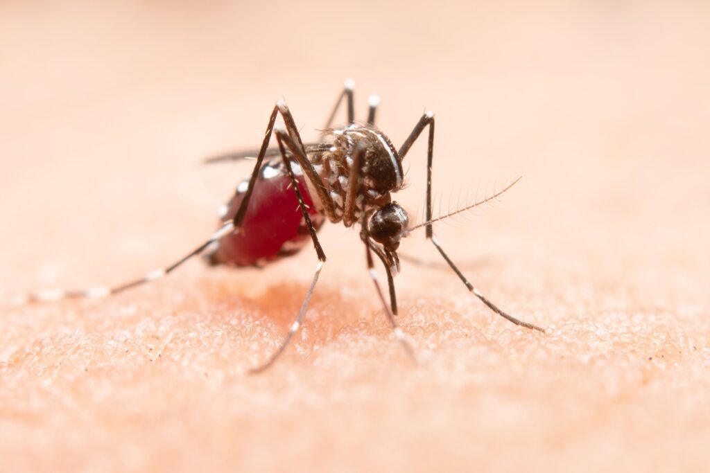 Cuiabá Registra Queda Significativa em Casos de Dengue; Confira Dicas para Evitar o Mosquito Cuiabá Registra Queda Significativa em Casos de Dengue; Confira Dicas para Evitar o Mosquito