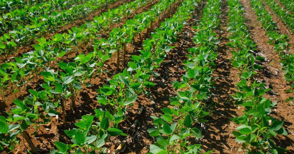 Dependência de Fertilizantes Importados Ameaça o Agronegócio Brasileiro Dependência de Fertilizantes Importados Ameaça o Agronegócio Brasileiro