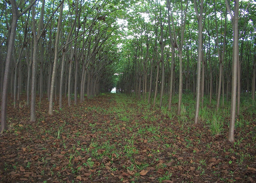 Mato Grosso Lança Plano de Desenvolvimento Florestal e Biomassa: Rumo à Sustentabilidade Mato Grosso Lança Plano de Desenvolvimento Florestal e Biomassa: Rumo à Sustentabilidade