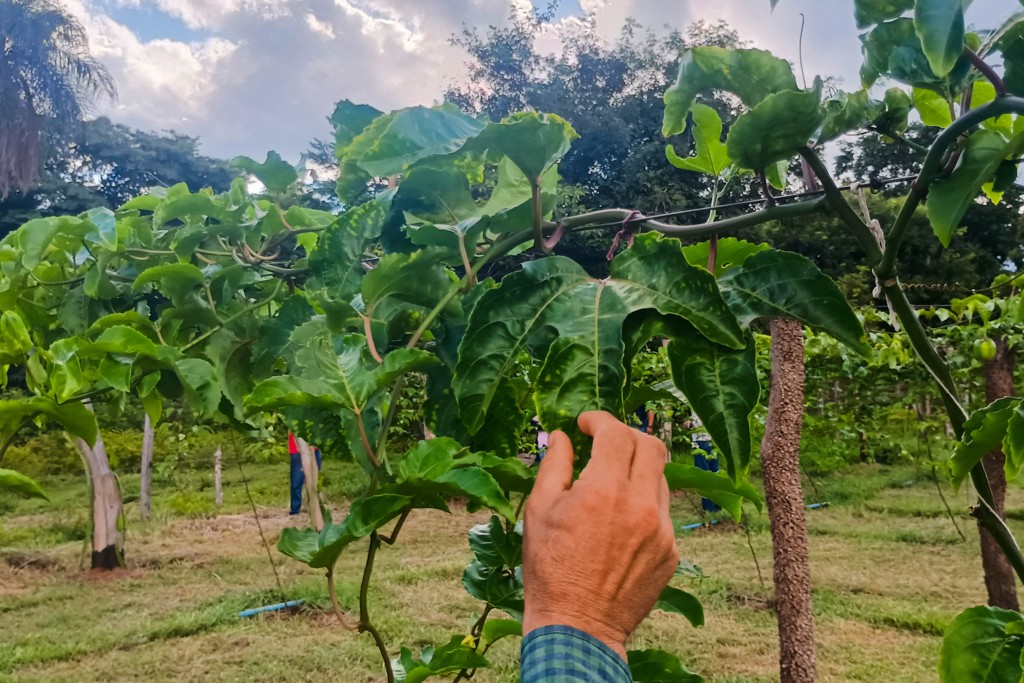 Pequenas Propriedades em Várzea Grande: Casos de Sucesso na Agricultura Familiar Pequenas Propriedades em Várzea Grande: Casos de Sucesso na Agricultura Familiar