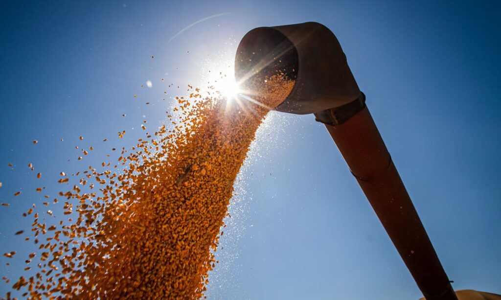 Comercialização de Soja em MT Atinge 63%, Mas Produtores Permanecem Cautelosos