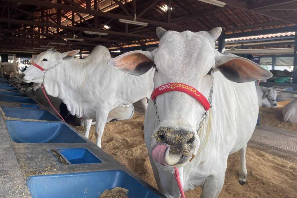 Lideranças do Agronegócio Reagem ao Fim da Escala 6×1 na Expozebu Lideranças do Agronegócio Reagem ao Fim da Escala 6x1 na Expozebu