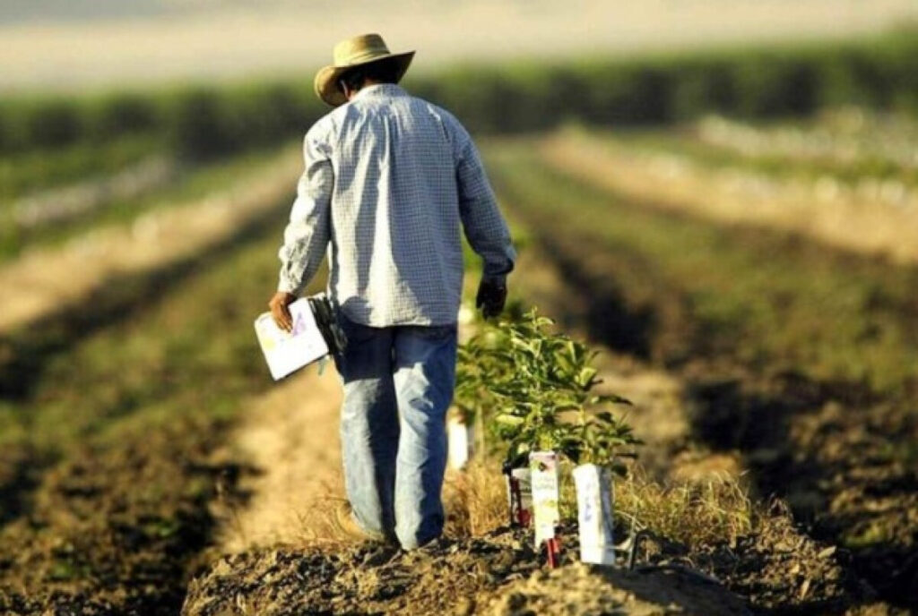Agro em Mato Grosso: Empregos Disparam e Chegam a 449 mil Trabalhadores
