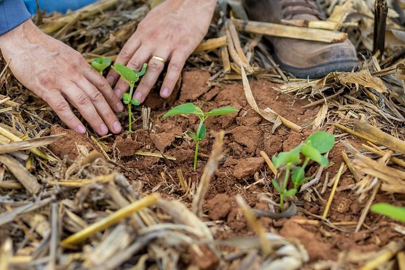 Empregos no Agronegócio em Mato Grosso Mais Que Dobram e Fortalecem a Economia Empregos no Agronegócio em Mato Grosso Mais Que Dobram e Fortalecem a Economia