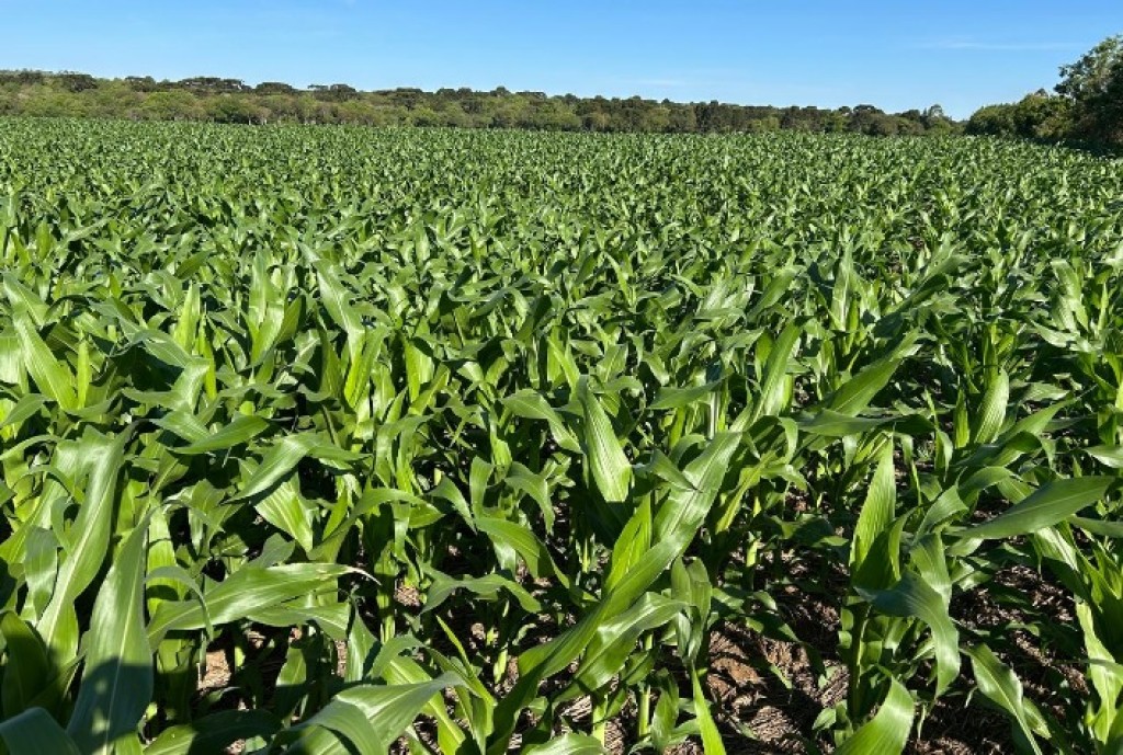 Mistura Eficaz: Terbutilazina e Mesotriona Controlam até 95% das Plantas Daninhas no Milho Mistura Eficaz: Terbutilazina e Mesotriona Controlam até 95% das Plantas Daninhas no Milho