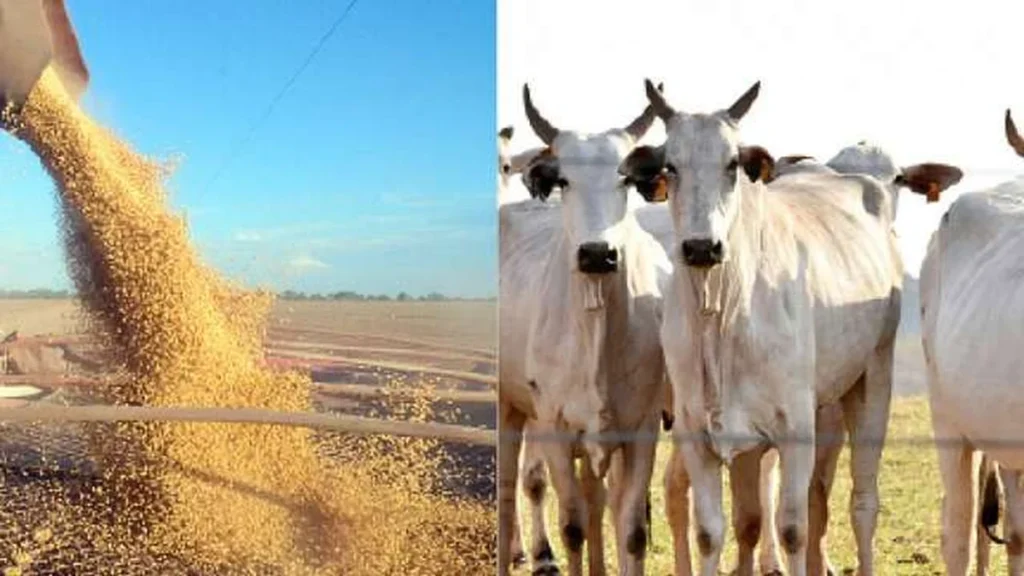 Produção Agropecuária de Mato Grosso do Sul Alcança R$ 83,4 Bilhões com Crescimento Contínuo