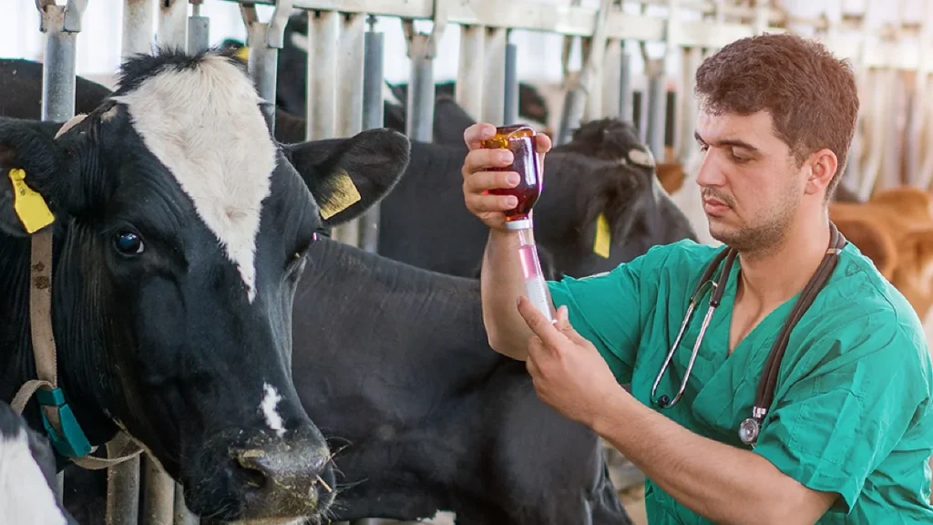 Médicos-veterinários impulsionam saúde animal e produtividade no campo em Mato Grosso Médicos-veterinários impulsionam saúde animal e produtividade no campo em Mato Grosso