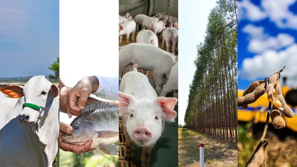Produtores de Mato Grosso do Sul analisam cenário da economia e comércio global
