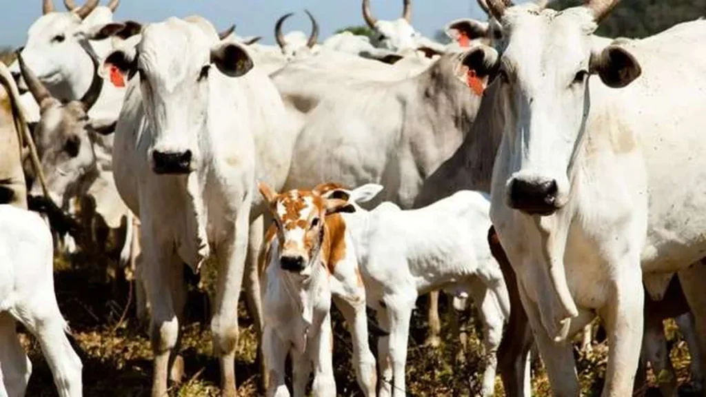Rebanho Bovino de Mato Grosso do Sul Registra Menor Nível desde 1989 com Produção em Alta Rebanho Bovino de Mato Grosso do Sul Registra Menor Nível desde 1989 com Produção em Alta