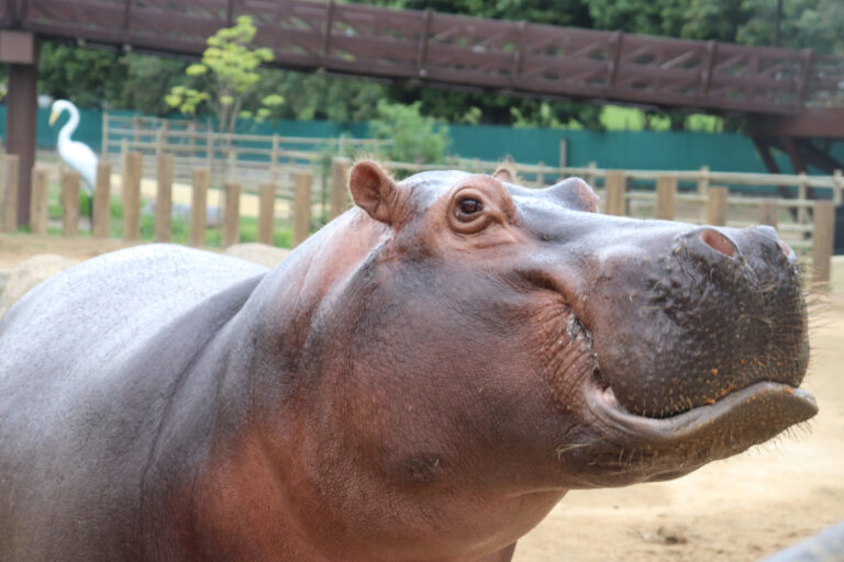Natal Mágico no BioParque do Rio: Papai Noel e Diversão para as Crianças Imagem do artigo