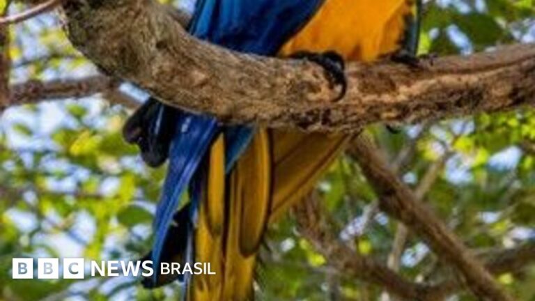Araras-Canindé Retornam ao Rio de Janeiro Após 200 Anos Araras-Canindé Retornam ao Rio de Janeiro Após 200 Anos