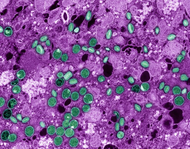 Mpox: Descubra o que Sabemos Sobre o Vírus em 2024 Mpox: Descubra o que Sabemos Sobre o Vírus em 2024
