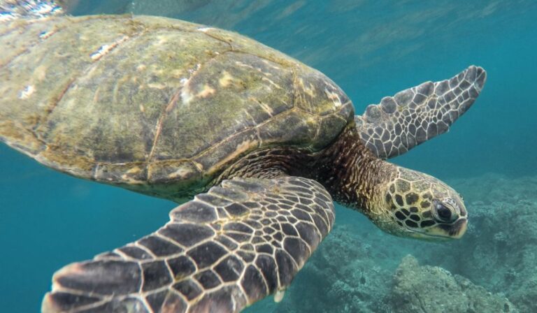 Descoberta da Maior Tartaruga do Mundo Surpreende em Arraial do Cabo Descoberta da Maior Tartaruga do Mundo Surpreende em Arraial do Cabo