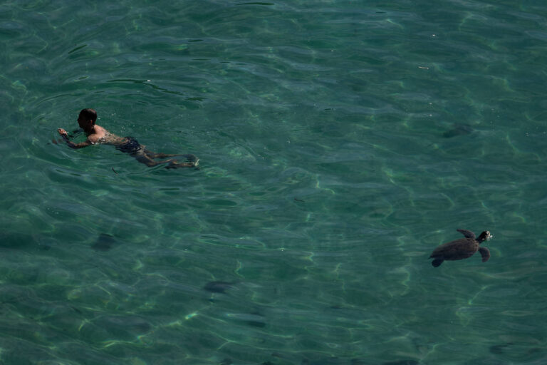 Censo Marinho em Arraial do Cabo: Monitorando a Saúde do Oceano e a Origem das Tartarugas Censo Marinho em Arraial do Cabo: Monitorando a Saúde do Oceano e a Origem das Tartarugas