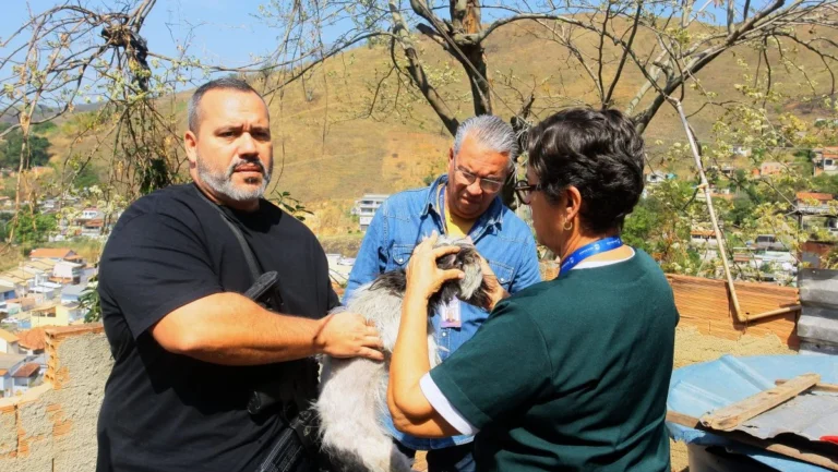 Cadela Resgatada de Maus-Tratos em Nova Iguaçu Ganha Chance de Novo Lar Cadela Resgatada de Maus-Tratos em Nova Iguaçu Ganha Chance de Novo Lar
