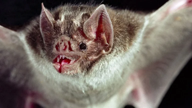 Morcego ‘vampiro’ suga sangue de morador no Rio e vira alvo de estudo científico Morcego 'vampiro' suga sangue de morador no Rio e vira alvo de estudo científico