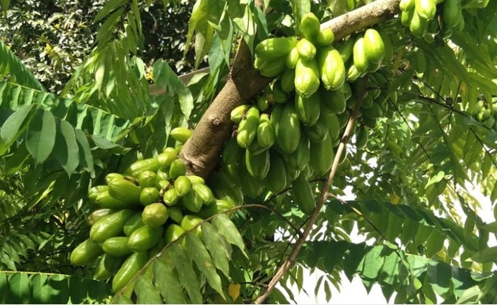 Conheça a Biribiri, fruta azeda que traz benefícios para a saúde