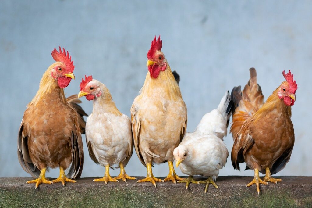 Governo nega o surgimento de mais ocorrências da doença de Newcastle em aves.