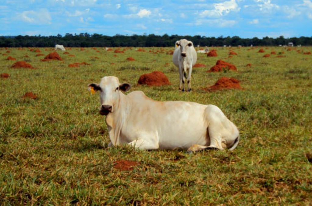 “Novo Financiamento Internacional para Recuperação de Pastagens: Um Modelo Sustentável”