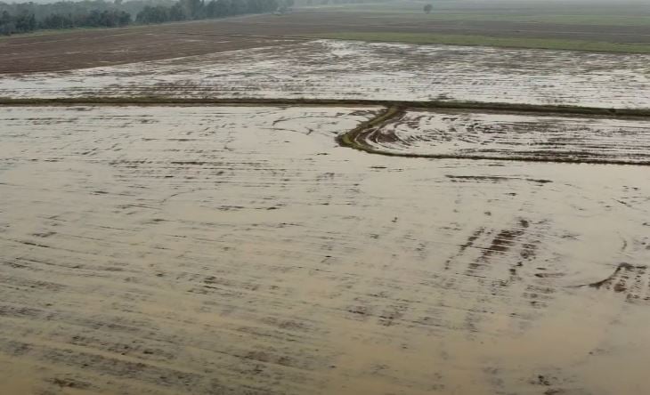 “Impactos do Entulho e Excesso de Umidade nas Lavouras de Arroz do Rio Grande do Sul”