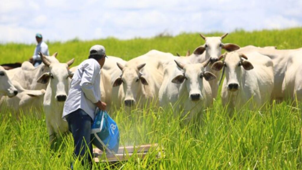 “Suplementação Mineral: Essencial para o Aumento Eficiente de Peso do Gado Durante a Seca, Afirma Especialista”