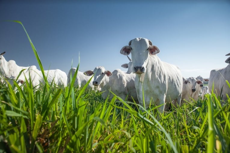 G20 Brasil: Governo Destina US$ 1,3 Bilhão do Fundo Clima para Recuperação de Pastagens Sustentáveis