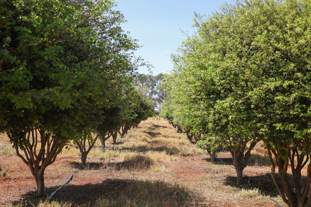 GDF Estimula o Cultivo de Jabuticaba no DF com Apoio Técnico a Produtores Rurais