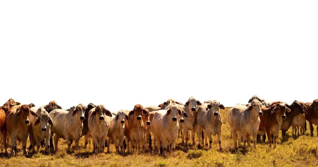 Governo do Pará implementa sistema inovador de rastreamento de bovinos por meio de chipagem