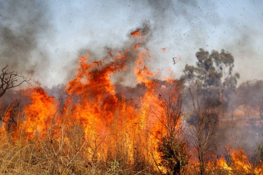 Homem é preso por incendiar mata próximo a cemitério no DF