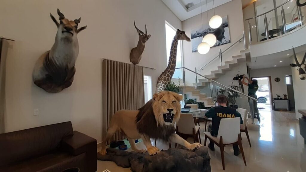 Investigado por Lavagem de Dinheiro com Animais Empalhados: Quem é?