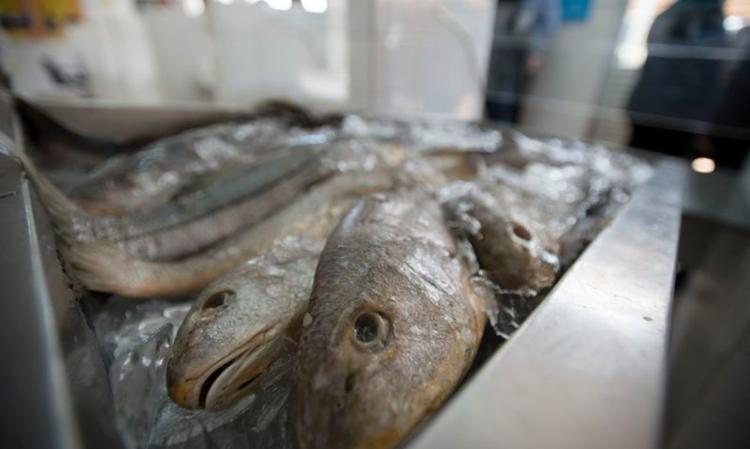 Ministério da Pesca prevê crescimento de 30% no consumo de peixe na Semana do Pescado