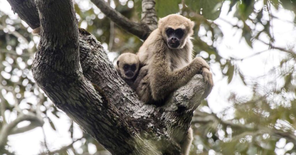 Muriqui-do-norte: 6 fatos fascinantes sobre o maior primata das Américas