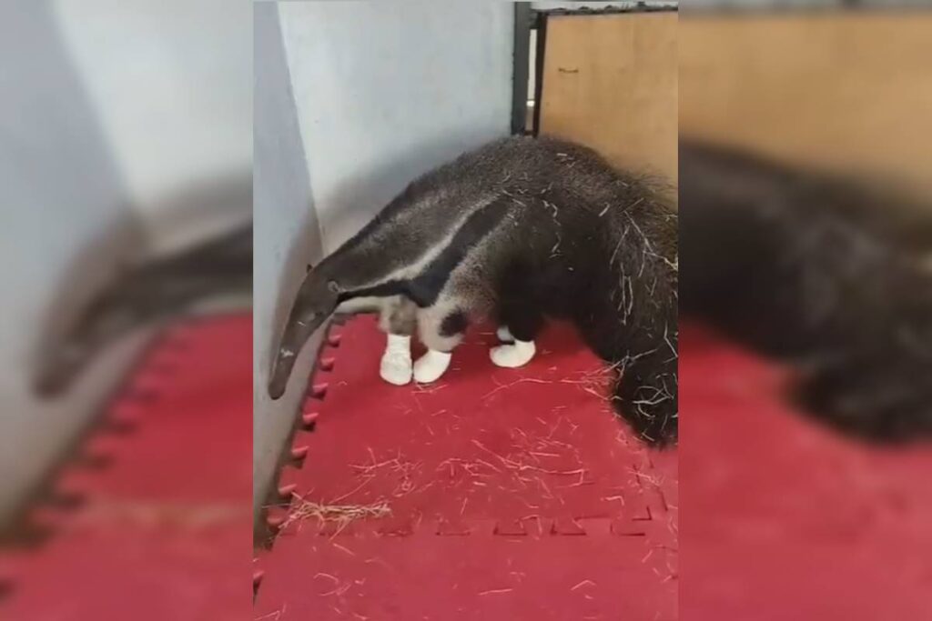 Tamanduá com patas queimadas é resgatada na Floresta Nacional – Ação de Reabilitação Animal