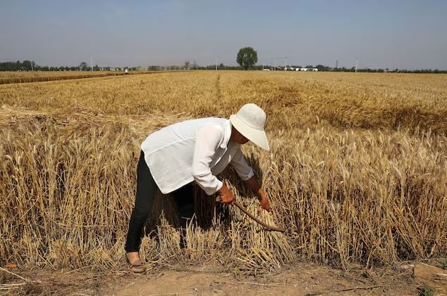 China prevê colheita recorde de grãos em 2024, com 700 milhões de toneladas esperadas