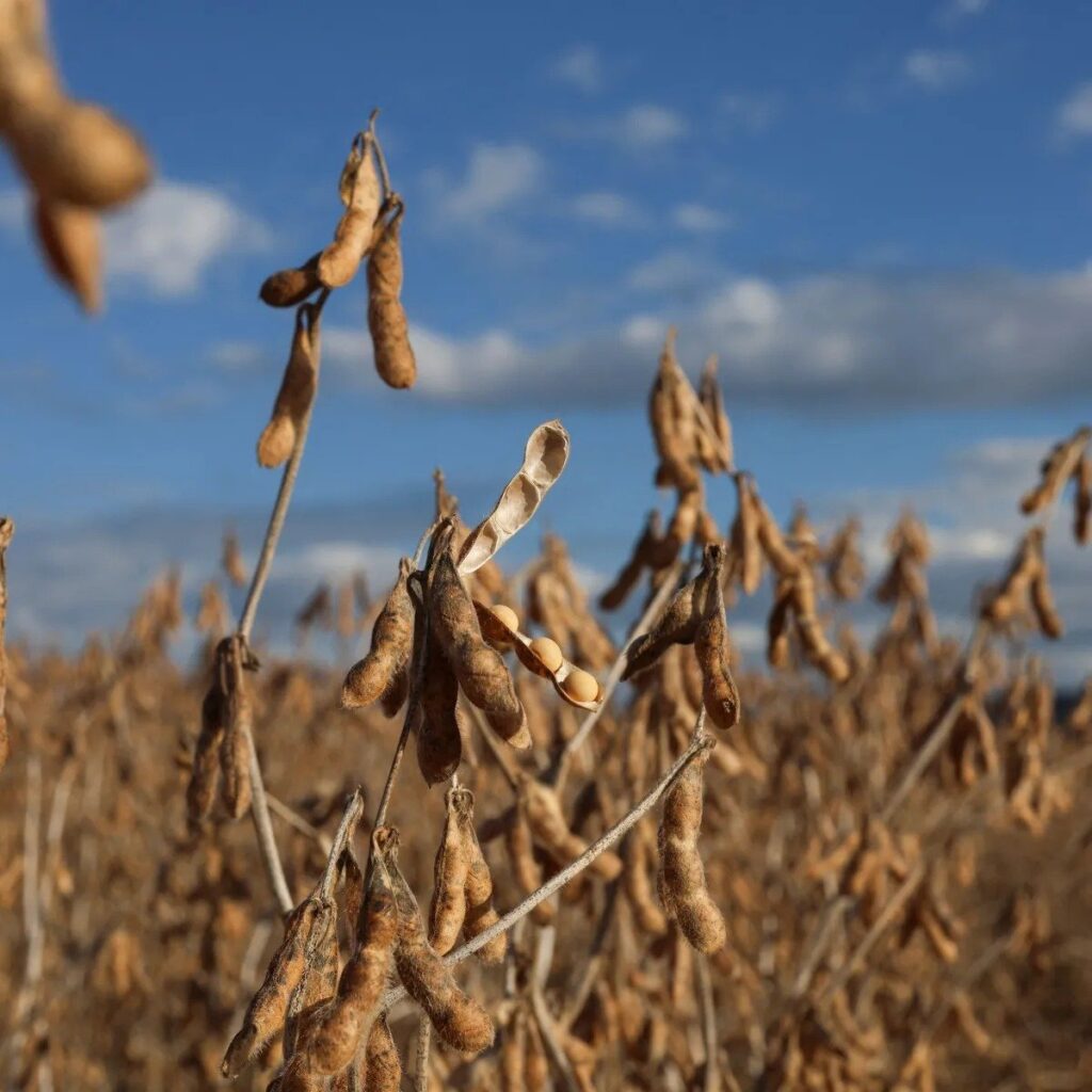 Expectativas de Crescimento no Setor Agro: Pesquisa da Falconi Revela que Lideranças Consideram o Cenário “Morno” para o Próximo Semestre