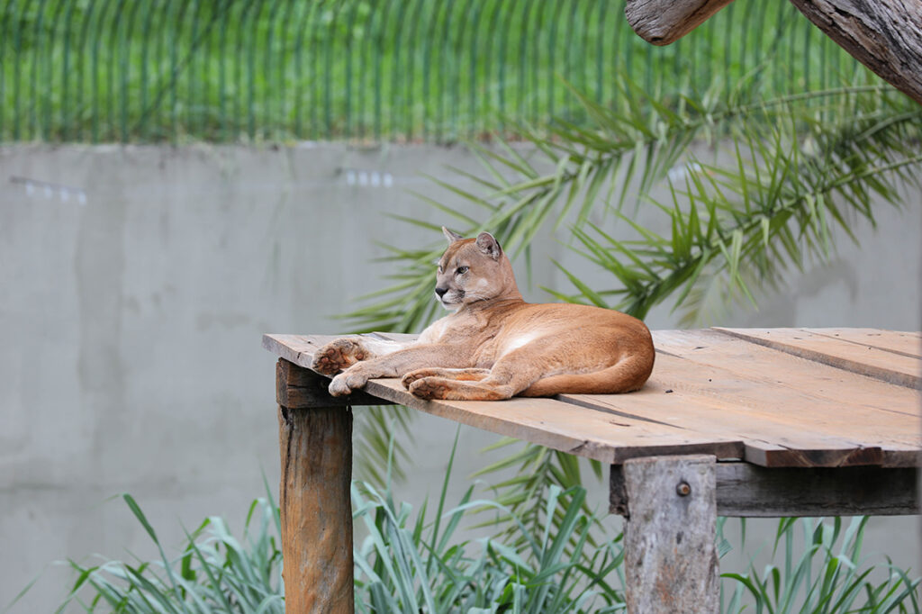 Onças Pardas Regressam ao Zoológico de Brasília Após Reforma no Habitat