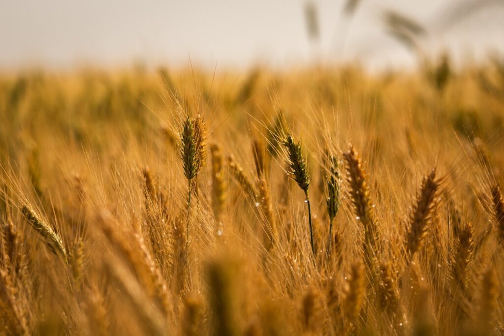 “Rio Grande do Sul reduzirá em 10% a área de cultivo de trigo em 2025; importações de trigo no Brasil continuarão robustas”