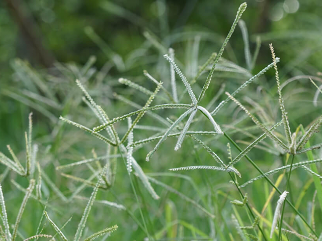 Capim-pé-de-galinha: Estudo Revela Resistência Múltipla a Herbicidas