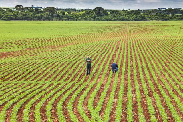 Conflito Irã-Iraque: É o Momento Certo para Investir em Fertilizantes?