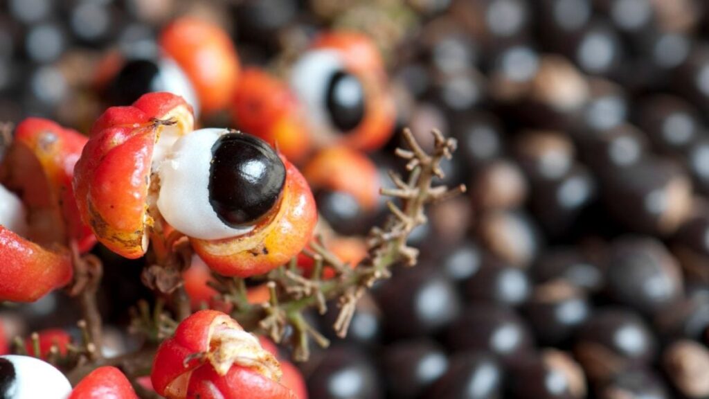 Guaraná do Brasil Conquista a Malásia com Nova Oportunidade de Exportação Imagem do artigo