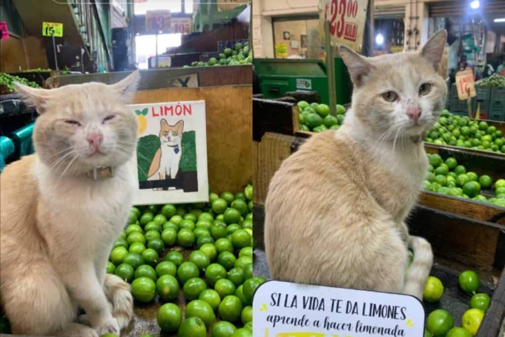 Limón, o Gato Vendedor: O Feirante que Viralizou na Internet Imagem do artigo