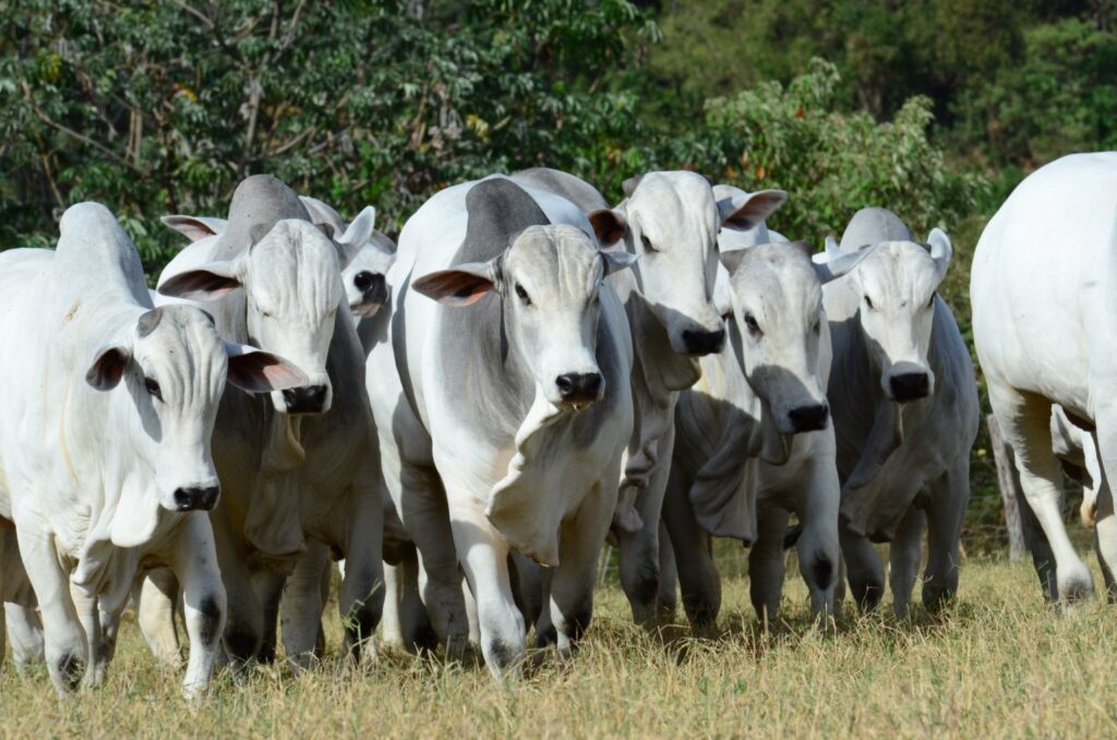 Touro de Central ou de Campo? O Que Considerar na Escolha do Reprodutor Perfeito Imagem do artigo