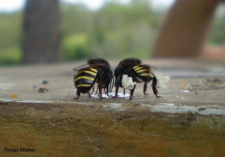Como a Abelha Mandaçaia Pode Ajudar no Controle da Dengue: Descobertas Promissoras Imagem do artigo