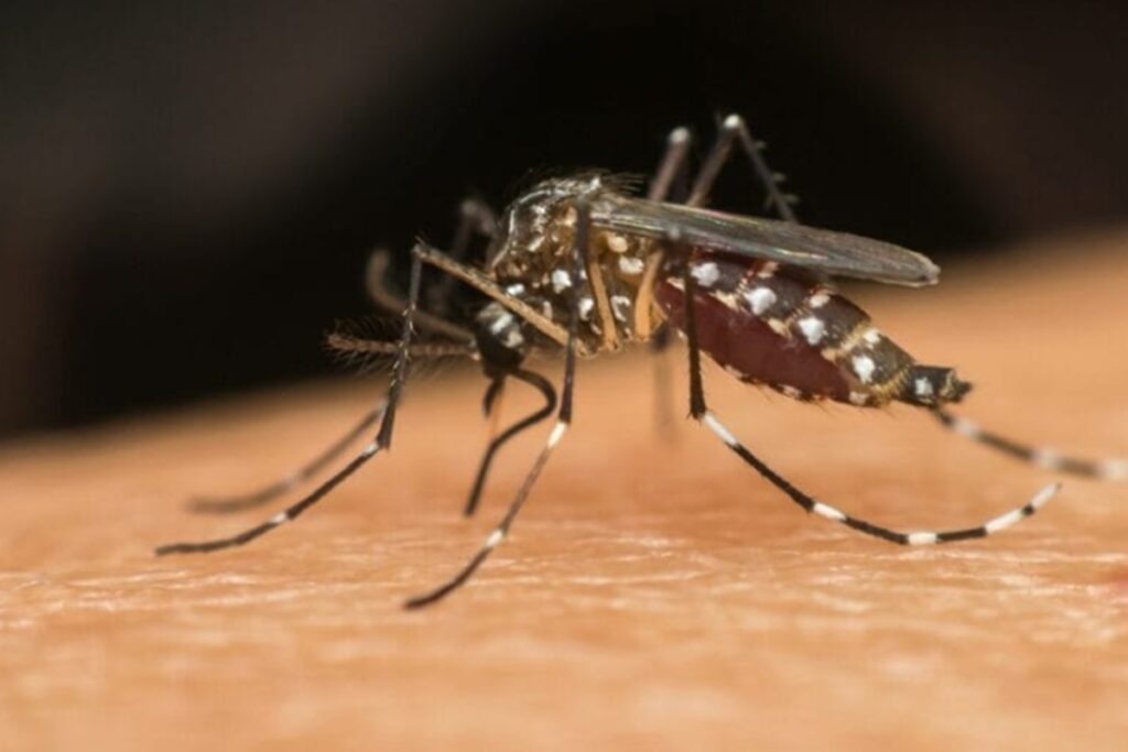 Combate à Dengue: DF Introduz Mosquitos Aedes Aegypti Infectados com Bactéria Wolbachia Imagem do artigo