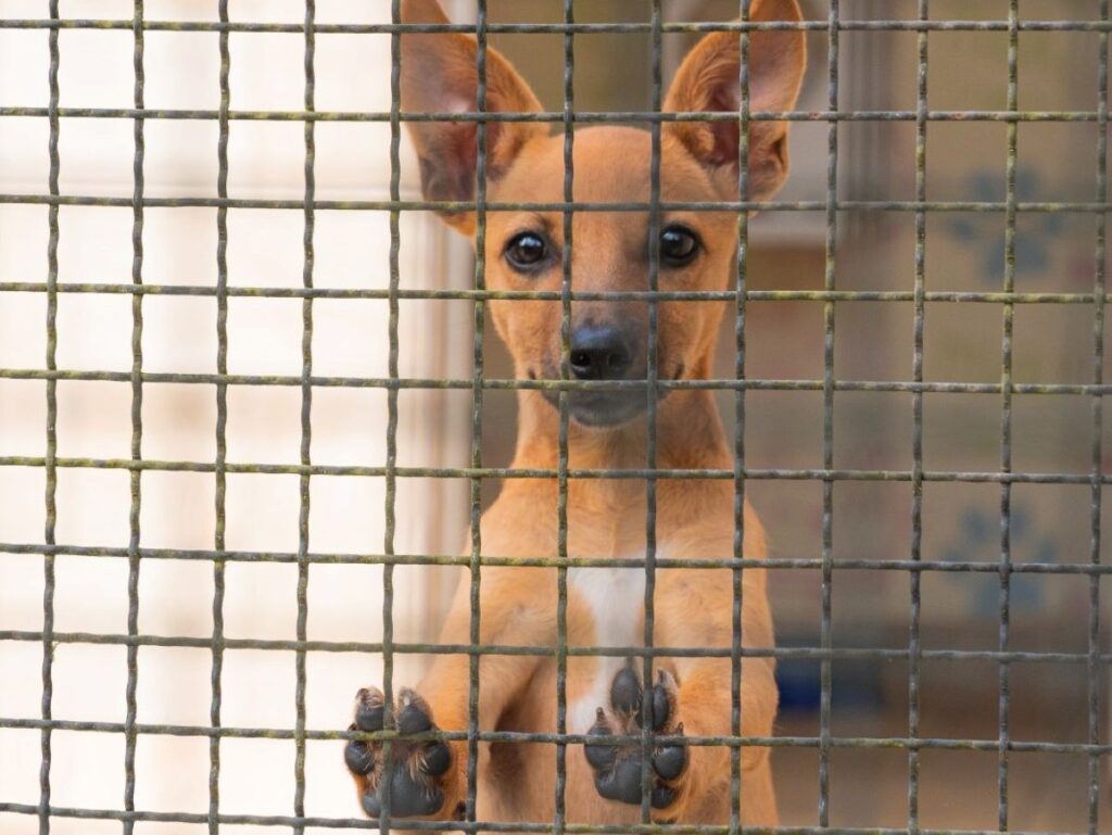 Fusão Petz e Cobasi: ONG Alerta para Risco de Abandono de Animais com Aumento de Preços Imagem do artigo