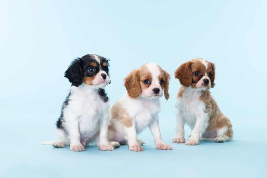 Cães Cavalier King Charles Furtados em Caraguatatuba: Dona Acredita Ter Sido Dopada Imagem do artigo