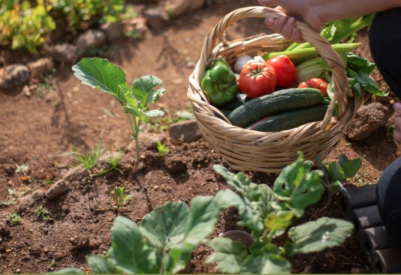 No Dia do Agricultor, Paixão e Inovação Marcam o Trabalho no Campo Imagem do artigo