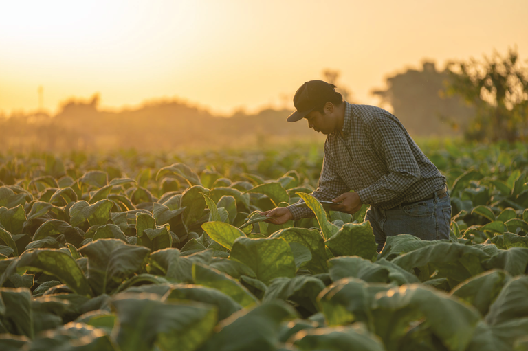 Gestão de Pessoas no Agro: Desafios e Soluções para Cargos e Salários Imagem do artigo